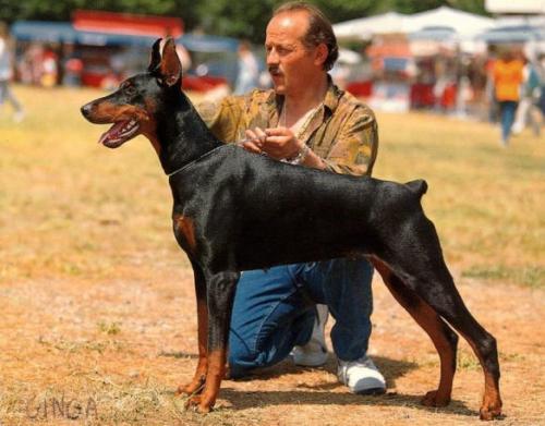 Ginga di Campovalano | Black Doberman Pinscher