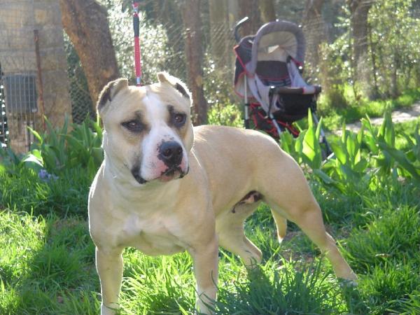 uriella | American Staffordshire Terrier 