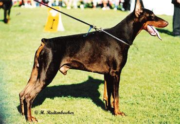 Indio Campagnanensis | Brown Doberman Pinscher