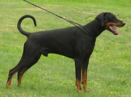 Bashir v. Eichkamp | Black Doberman Pinscher