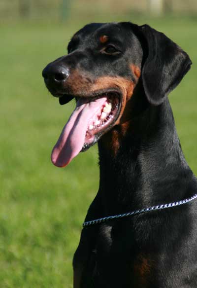 Baffy v. Eichkamp | Black Doberman Pinscher