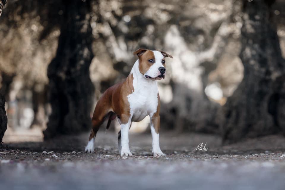 Mauser k98 King of Ring’s | American Staffordshire Terrier 