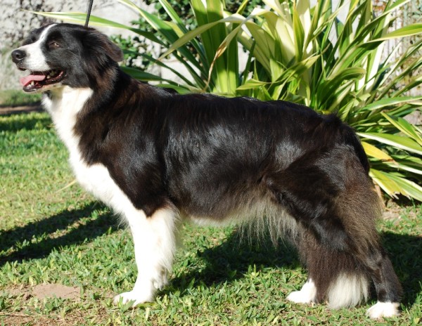 Best in Border Sweet Semillion | Border Collie 