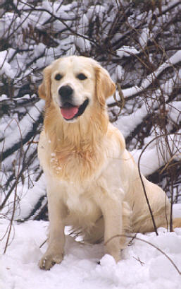 Tsvetan Virdz | Golden Retriever 