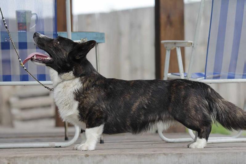 Zacharovanny Princ iz Astrograda | Cardigan Welsh Corgi 