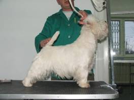 Piquant Call It Like It Is | West Highland White Terrier 