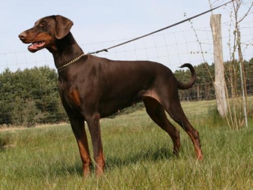 Bonanza v. Eichkamp | Brown Doberman Pinscher