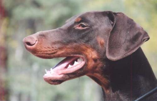 Bonita v. Eichkamp | Brown Doberman Pinscher