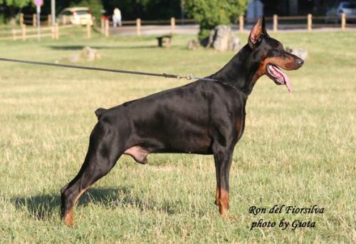 Ron del Fiorsilva | Black Doberman Pinscher