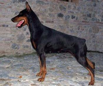 Prama di Carmina Burana | Black Doberman Pinscher