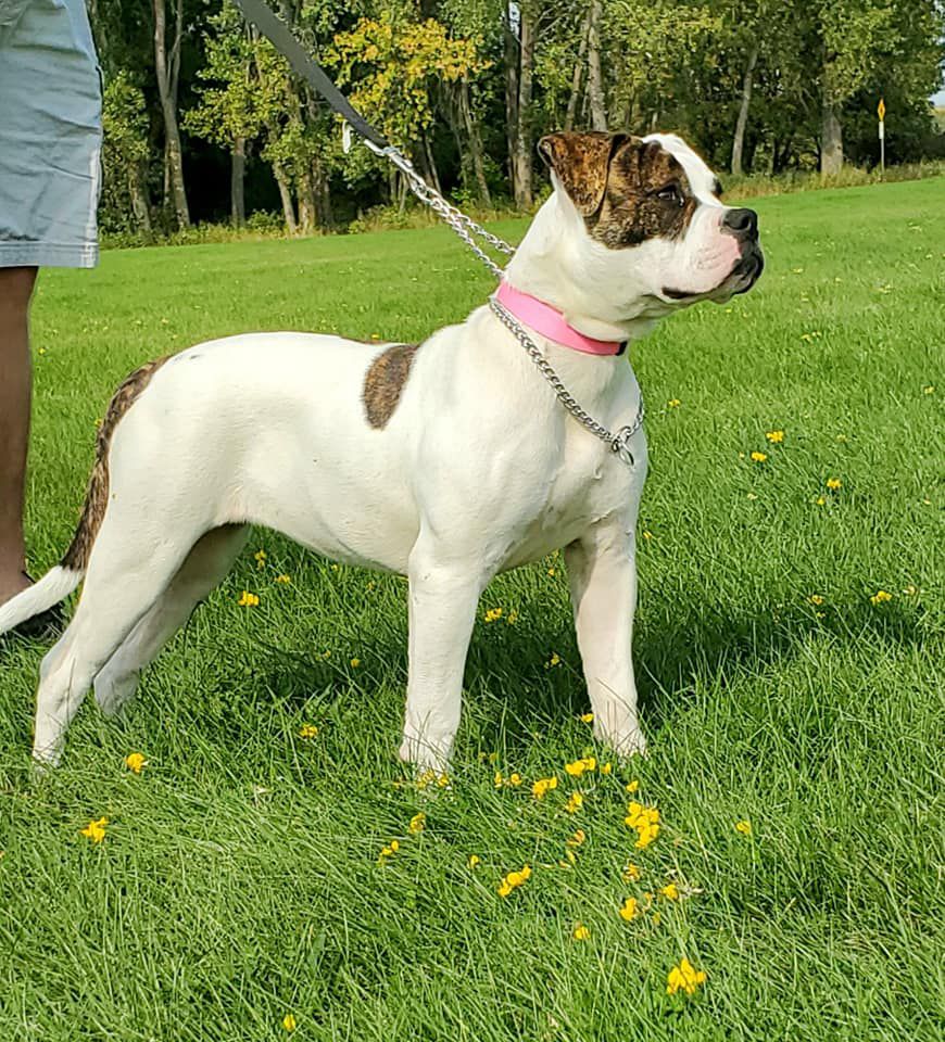 Herber's Little Rascal of Bingham's AB's | American Bulldog 