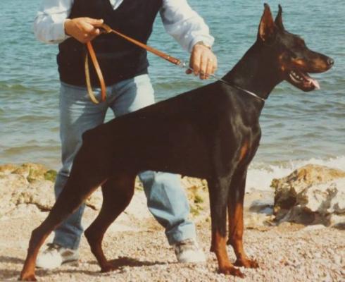 Perlanera di Campovalano | Black Doberman Pinscher