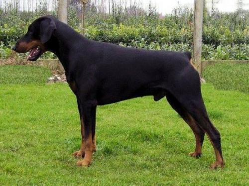 Bono v.'t Zomerven | Black Doberman Pinscher