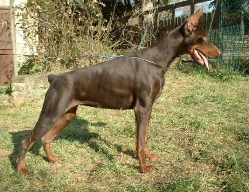 Lorna del Diamante Nero | Brown Doberman Pinscher