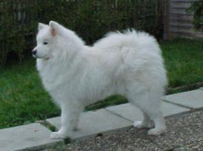 Sam-Ways Eika Of Jr | Samoyed 