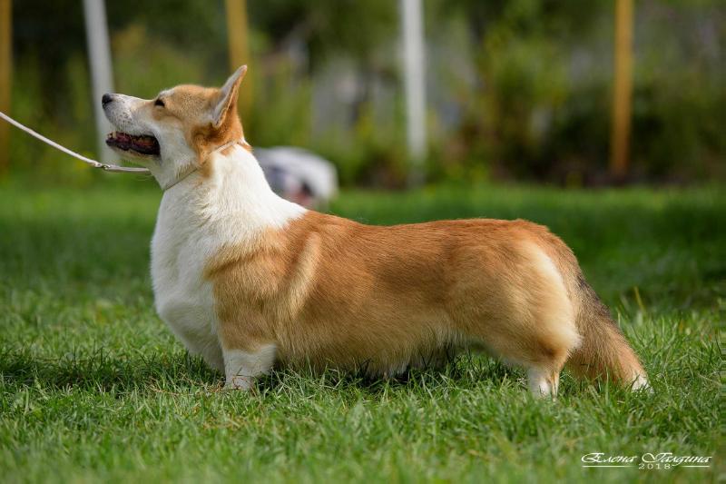 STYLE LIFE AZART BUGATTI | Pembroke Welsh Corgi 
