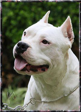 Daredevil Staff Electra Kick Power | American Staffordshire Terrier 