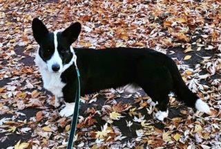 SEVASTOPOLSKIY VALS Ludovik de Bourbon | Cardigan Welsh Corgi 