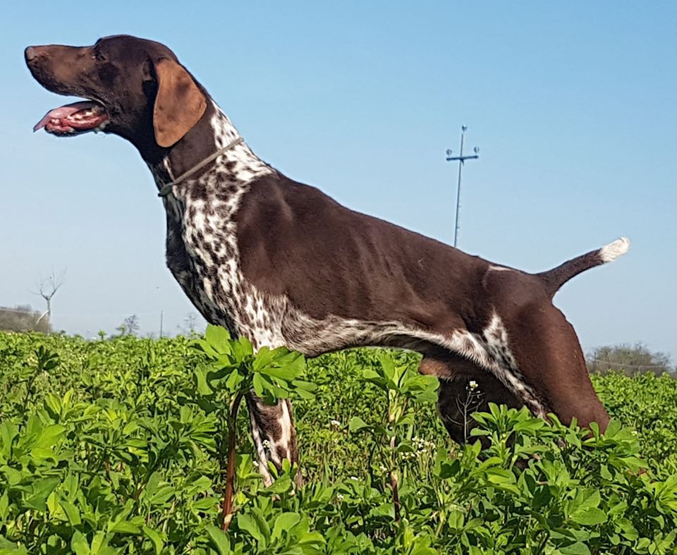 Pradellinensis Gio | German Shorthaired Pointer 