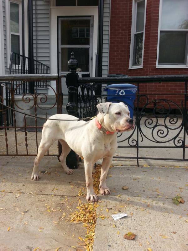 Blockbuster's Skittles B744-721 | American Bulldog 