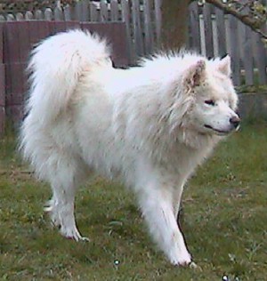 Feodosija Sewernij Zagadka of Icing Wolf | Samoyed 