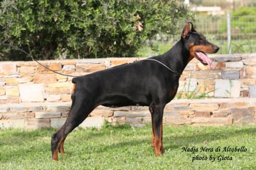 Nadia Nera di Altobello | Black Doberman Pinscher