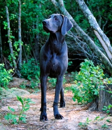 Chaos Espresso Lightning Mazutis | Weimaraner 