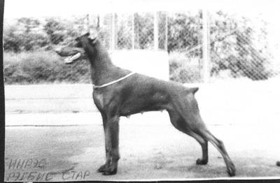 Inres Regbis Star | Brown Doberman Pinscher