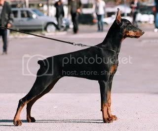 Bredli Bo Riviera | Black Doberman Pinscher