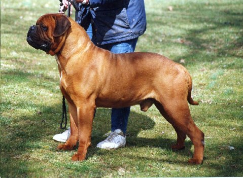 Tailwynde's Bart Simpson | Bullmastiff 