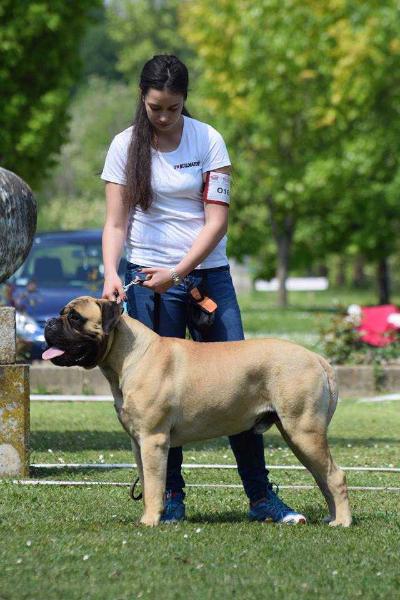 Carlos Made For Your Eyes Only | Bullmastiff 