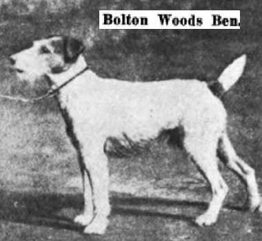 Bolton Woods Ben | Wire Fox Terrier 