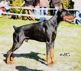 Leon di Perlanera | Black Doberman Pinscher