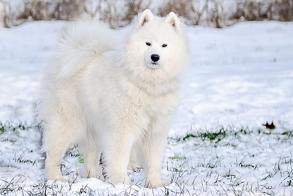 Fantasy Fusion Sokrovishcha Val'kirii | Samoyed 