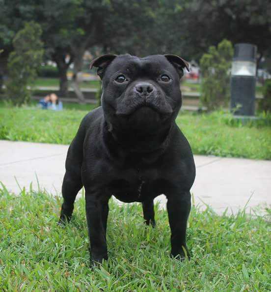 Mac L Stout Cawley El Charmer | Staffordshire Bull Terrier 