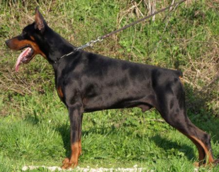 Matrix di Casa Giardino | Black Doberman Pinscher