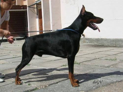 Coolboy de Grande Vinko | Black Doberman Pinscher