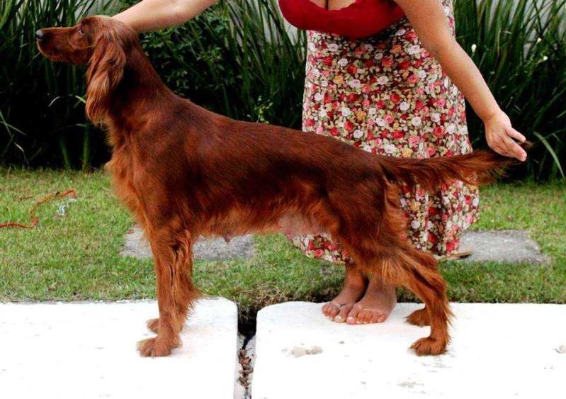 Triaccan Irish Kiss Me | Irish Setter 