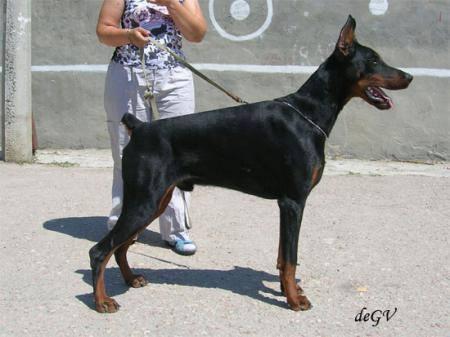 Celebration de Grande Vinko | Black Doberman Pinscher