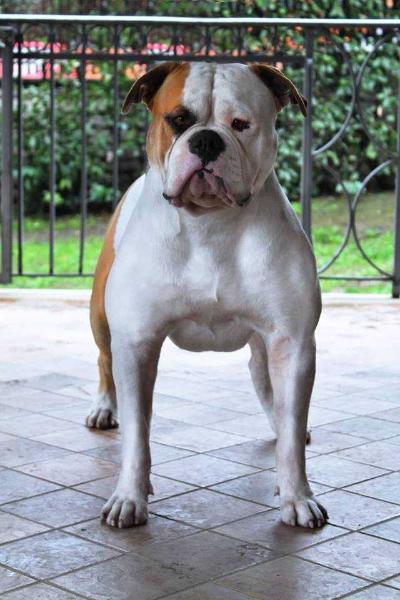 Picchiotti's Eolo | American Bulldog 