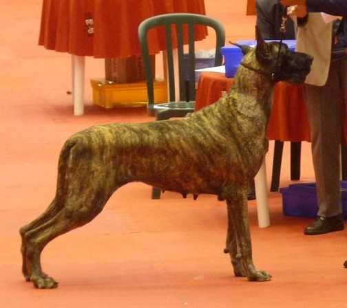ALLANDANE'S SPECIAL K | Great Dane 