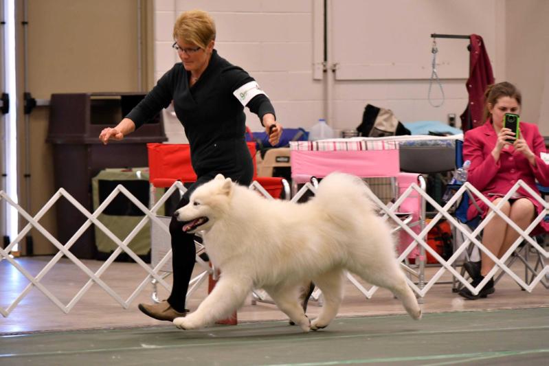 ArticCross n Snowdog's Fault in Our Stars | Samoyed 