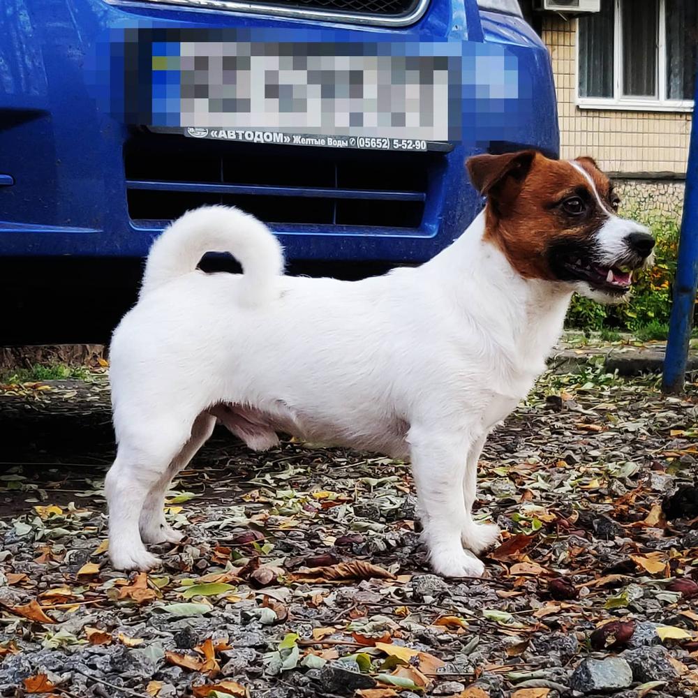 Akvila Volainalto | Jack Russell Terrier 