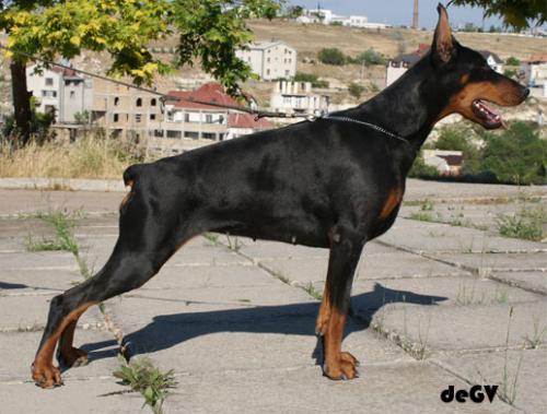 Celebrita di Crimea de Grande Vinko | Black Doberman Pinscher