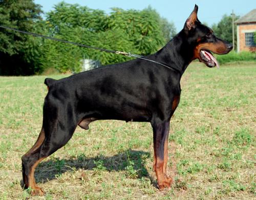 Lomax Pacino del Fiorsilva | Black Doberman Pinscher