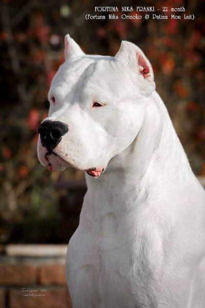 FORTUNA NIKS FRANKY | Argentine Dogo 