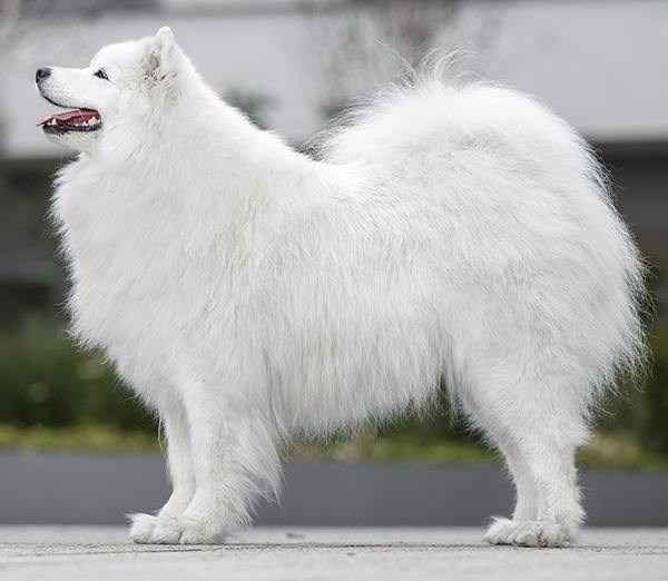 IVERTA OF BUDDY The Glow Of The Snowy Star | Samoyed 