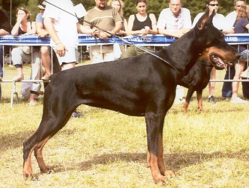 Revel di Casa Coppo | Black Doberman Pinscher