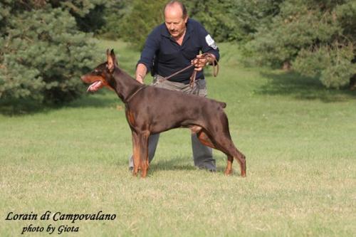 Lorain di Campovalano | Brown Doberman Pinscher