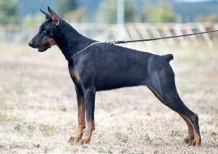 Nala del Diamante Nero | Black Doberman Pinscher